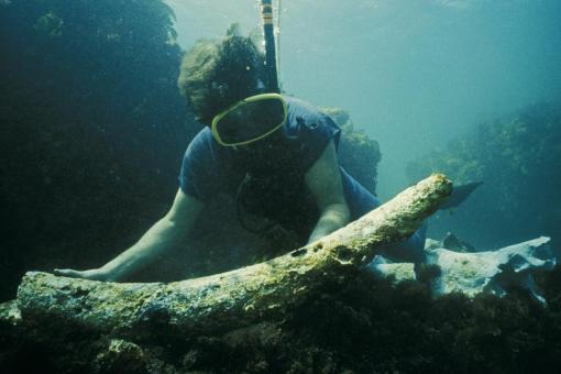 A snorkeler examines a large elephant tusk underwater.